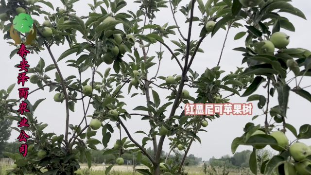 红思尼克苹果树苗:免套袋苹果发展的新希望与选择