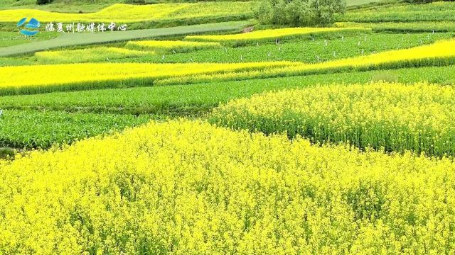 6月的和政,大片油菜花田铺陈开来