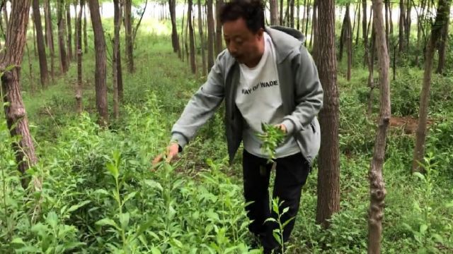 农村既能吃野菜还能泡茶的野生树芽,营养美味不可多得,来了解下