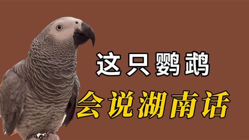 盘点全网最火的10大猫meme原型，快来看看你刷到过哪几个？#搞笑萌宠#搞笑表情#沙雕宠物_高清1080P在线观看平台_腾讯视频