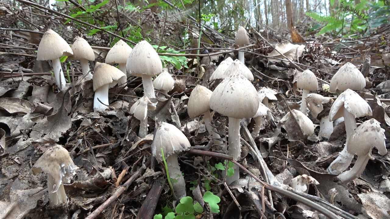 树林里的野生鸡枞菌真多,小伙找一会儿就发现几大窝,乐坏了