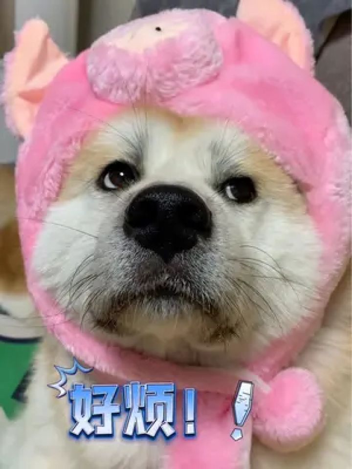 狗真的好难 #秋田犬 #一看就非常乖的小狗 #萌宠日常记录 #狗狗怼脸拍