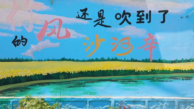 德州禹城市:沙河辛西瓜 沙土地里的“甜产业”