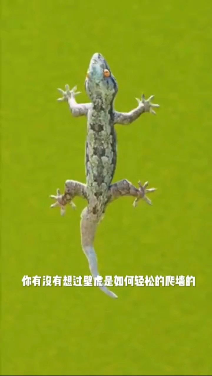 壁虎是怎么爬上墙的?