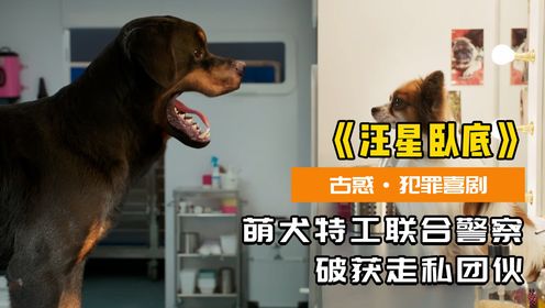 熊猫被人偷走，萌犬特工联合警察，成功破获走私团伙！（中）