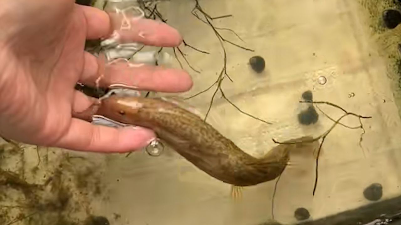 女子养泥鳅当宠物一叫它就游到主人手里撒娇