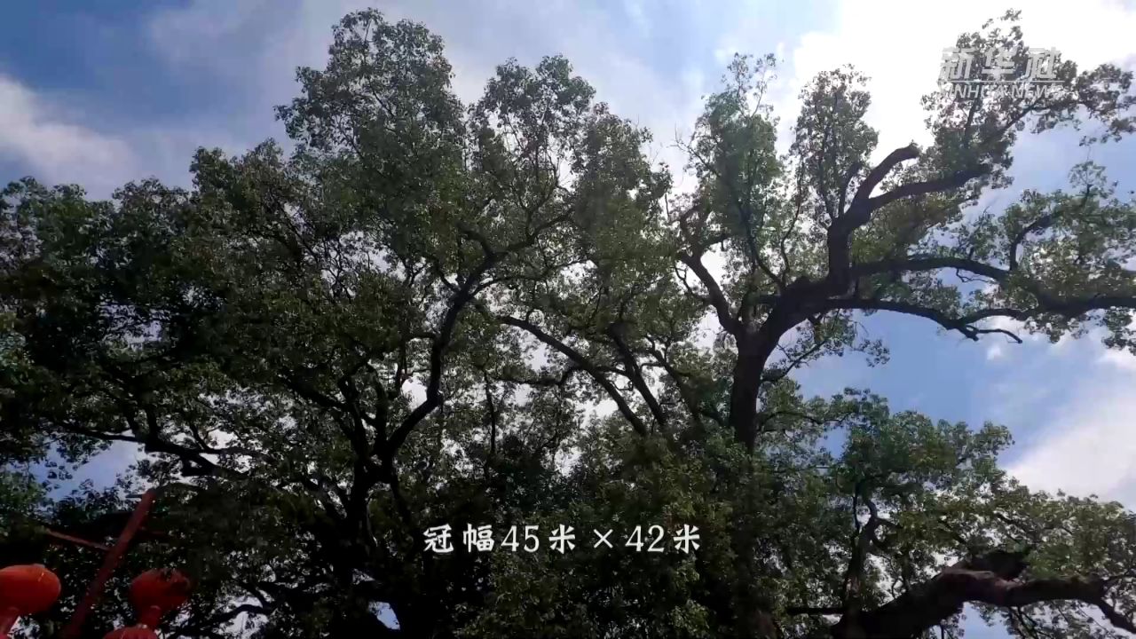 千年古樟树图片