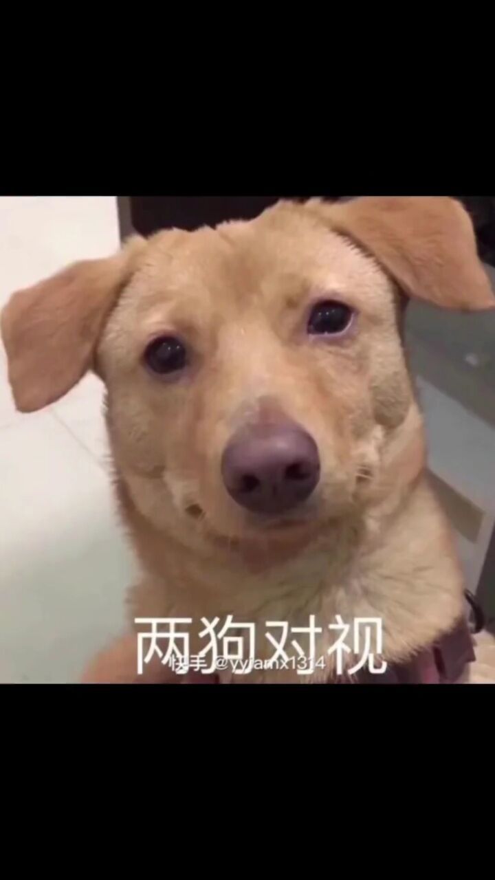 看完你想艾特谁呢7215#舞蹈 #两狗对视