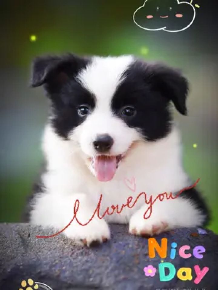 乖巧的边牧小奶狗笑起来可真灿烂呀很甜很甜:麦考公d1 #边境牧羊犬