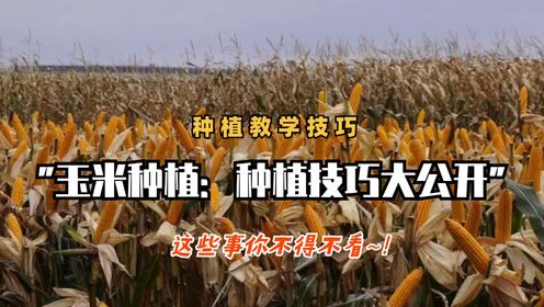 玉米的种植教学来啦，一起来看~！_高清