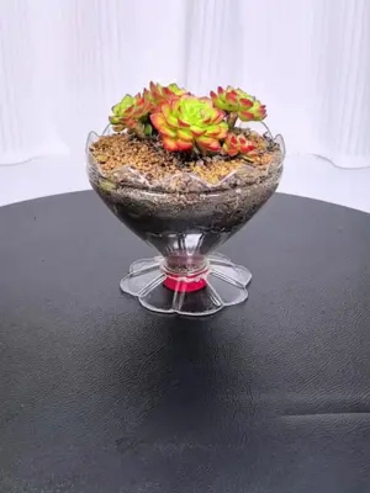 塑料瓶变废为宝做花盆 #手工#自制花盆 #变废为宝 #空瓶子的妙用