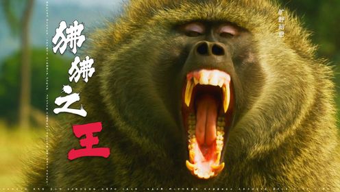 狒狒之王,狒狒界的纯爱战神_高清1080P在线观看平台_腾讯视频