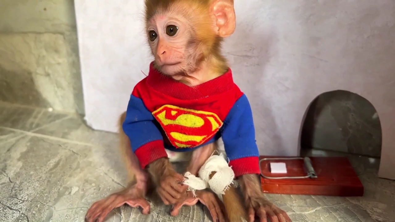 小猴子楚楚 200集