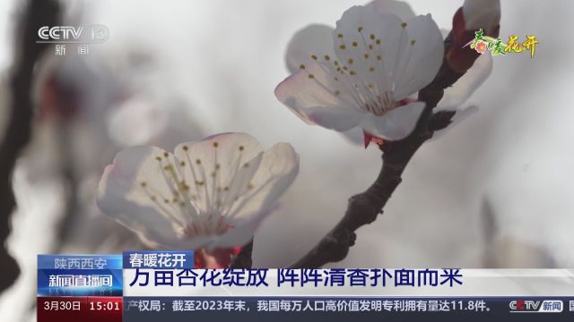 春暖花开 河南鄢陵 樱花玉兰盛放 绽放浓浓春意