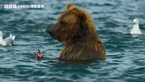 捕食者的隐秘世界_捕食者的隐秘世界_第3集预告：熊科动物_高清完整版视频在线观看_腾讯视频