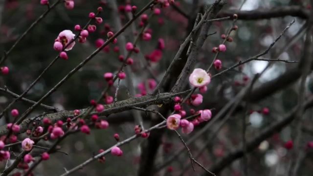 “雾里探梅”花枝俏,“梅台映雪”迎小年