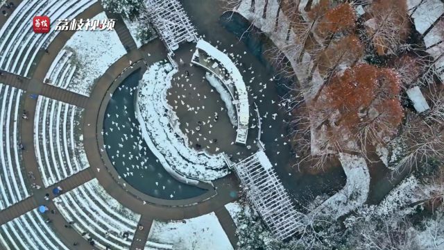 一朝金陵雪,满地梨花白!南京雪景氛围感拉满