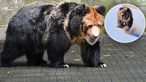 新疆现藏马熊，陆地最强悍的掠食者之一，曾被认为是喜马拉雅雪人