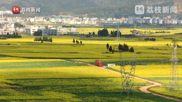 绵延数十里!云南100万亩油菜花绘田园春景图