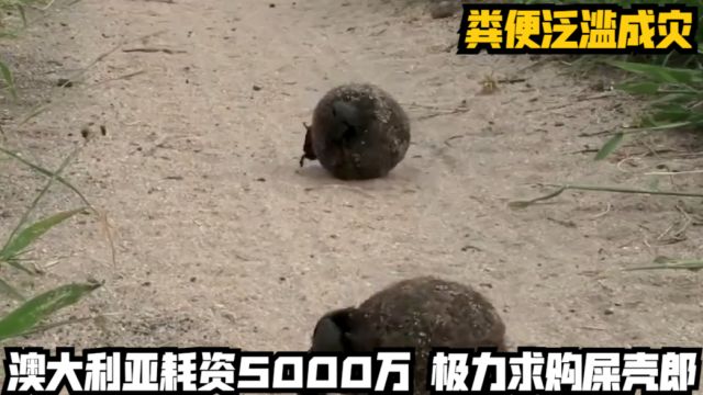 粪便泛滥成灾,澳大利亚耗资5000万,极力求购屎壳郎