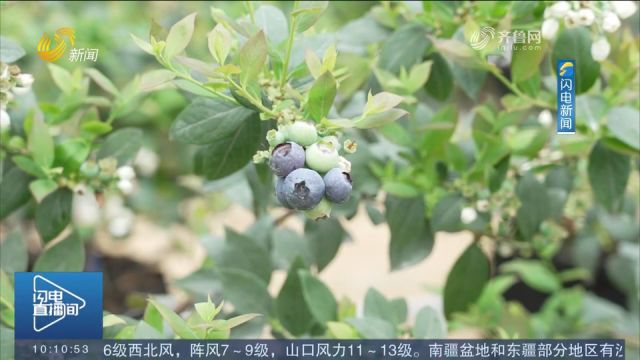 莱芜:自动水肥、无需耕地施肥,智慧农业大棚实现四季果蔬不断