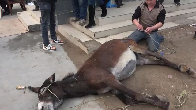 主人见钱眼开拖着老驴去配种,不成想难产无奈将其送往屠宰场| 纪录片