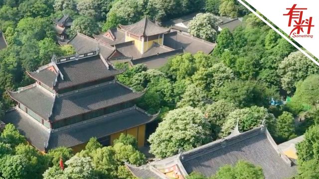 灵隐寺600余岁“网红”七叶树开花啦! 洁白花序缀满枝头绽放生机