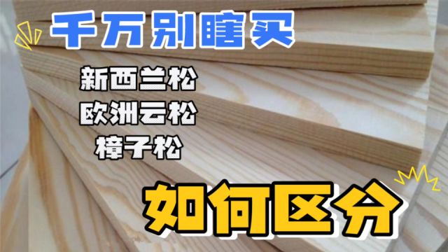 松木解密:新西兰松、欧洲云松、樟子松,别傻傻分不清