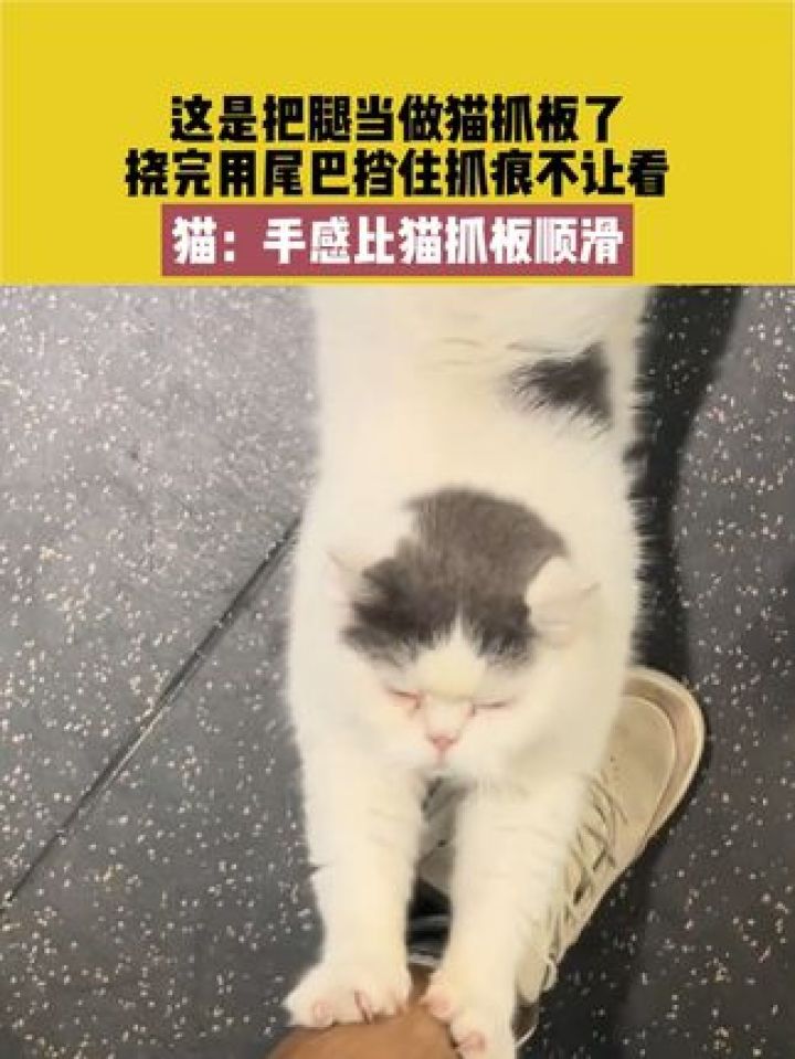 10月10日 江苏,这是把腿当做猫抓板了,挠完用尾巴挡住抓痕不让看,猫