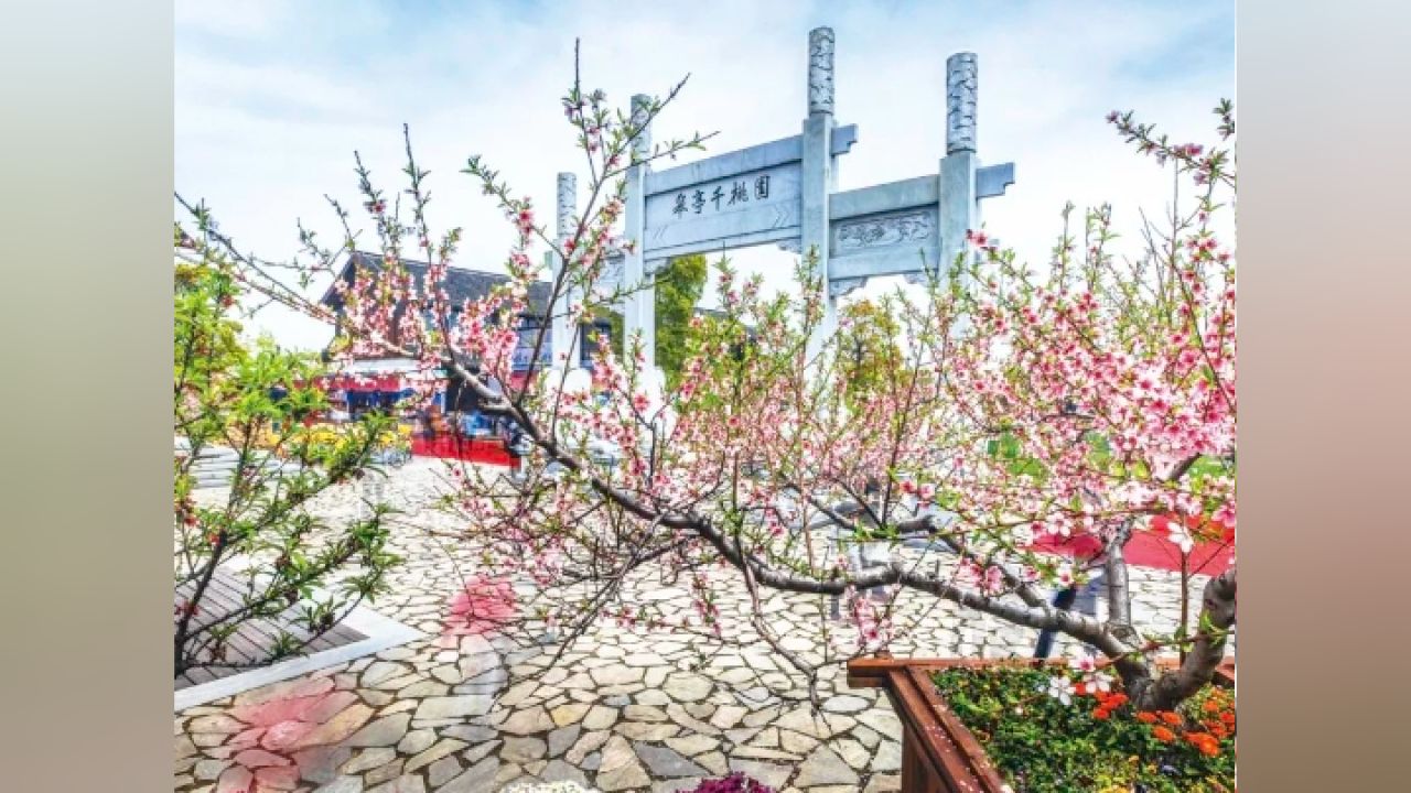寻美杭城②:快来沾点"桃花运"!杭州皋亭山千桃园桃花朵朵开