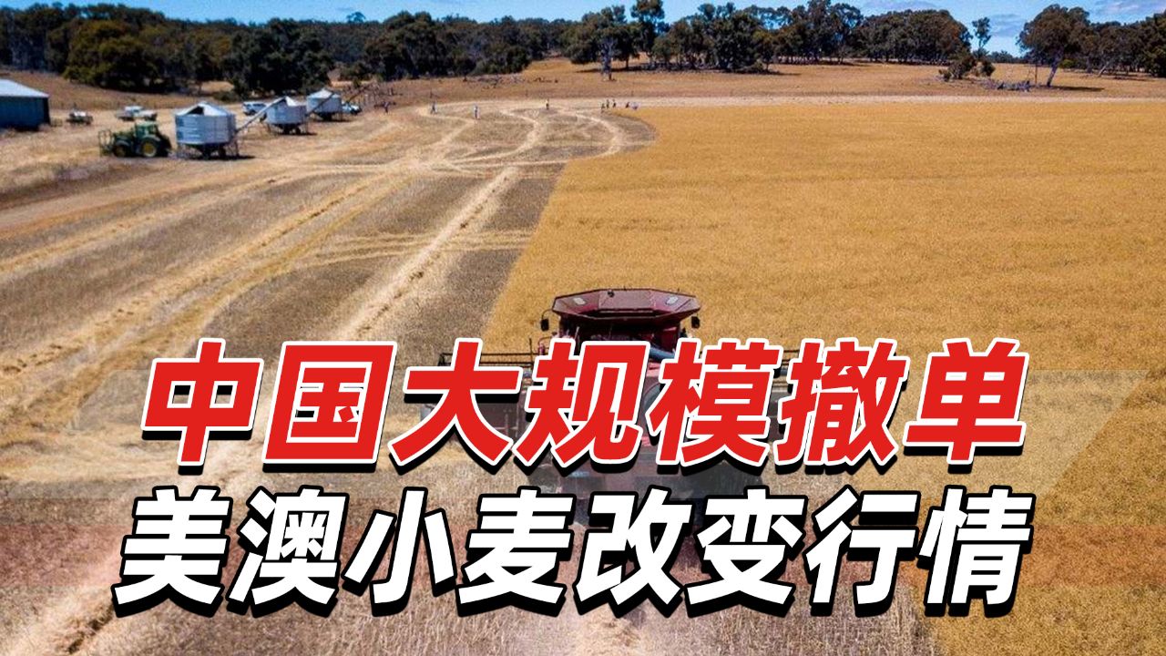 日媒:中国大规模撤单美澳小麦,"显著"改变世界市场行情