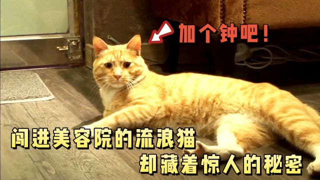 流浪猫闯进美容店,不仅享受免费按摩还蹭饭,最后成了“快递猫”