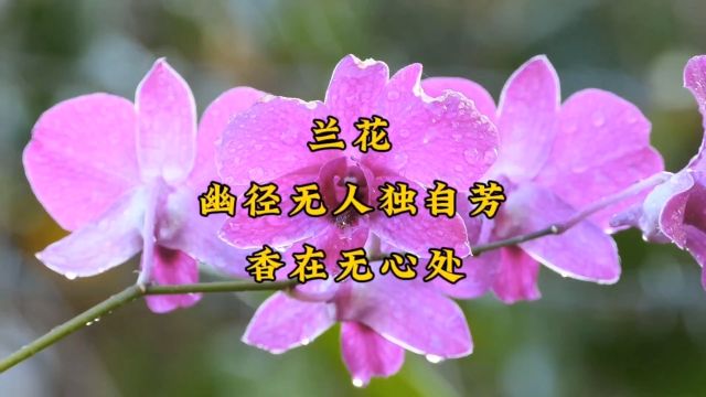 梅兰竹菊中的兰,你喜欢吗