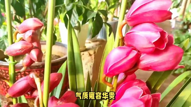 龙年适合摆放哪几种年宵花?