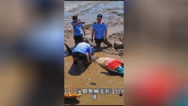 12头疑似鲸豚搁浅在浙江海域 热心民众纷纷参与救援