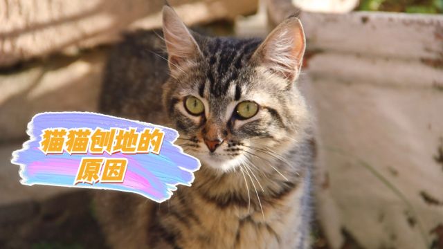 猫咪刨地的5大原因!第4个最难以察觉!