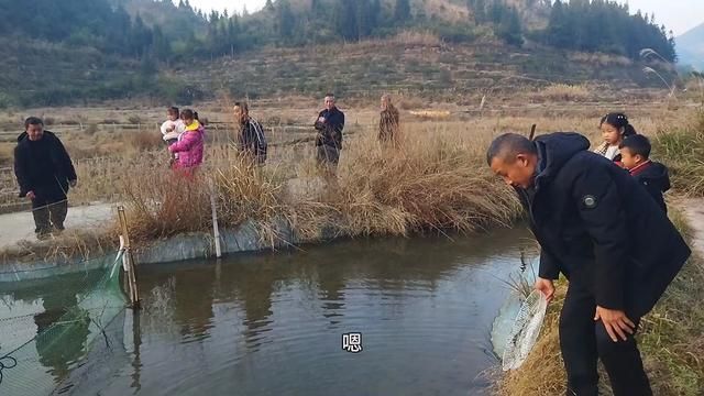 田螺养殖:实实在在的技巧,为湖北恩施养殖户带来真正的硬货