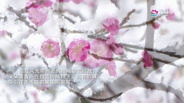 视频丨美!湘潭县腊梅迎雪绽放