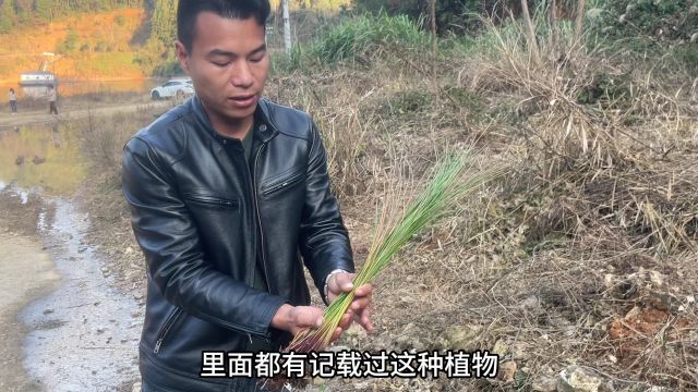 农村不起眼的“牙癌草”,用途在我国记载非常强大,赶紧认识一下