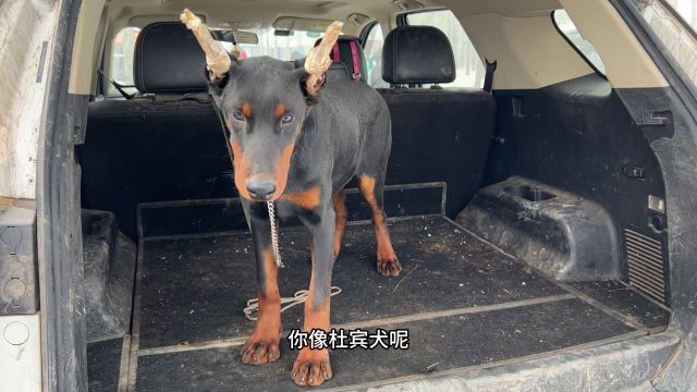 闲逛河北最大的狗市,大型犬宠物犬都有,简直就是爱狗人士的天堂