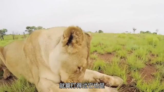 无人敢惹的豪猪万物皆有灵性奇妙的动物