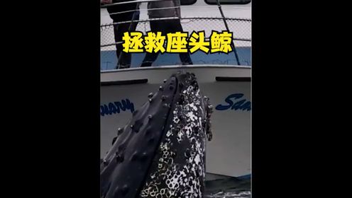 座头鲸宝宝挡住人类渔船，主动请求人类帮助