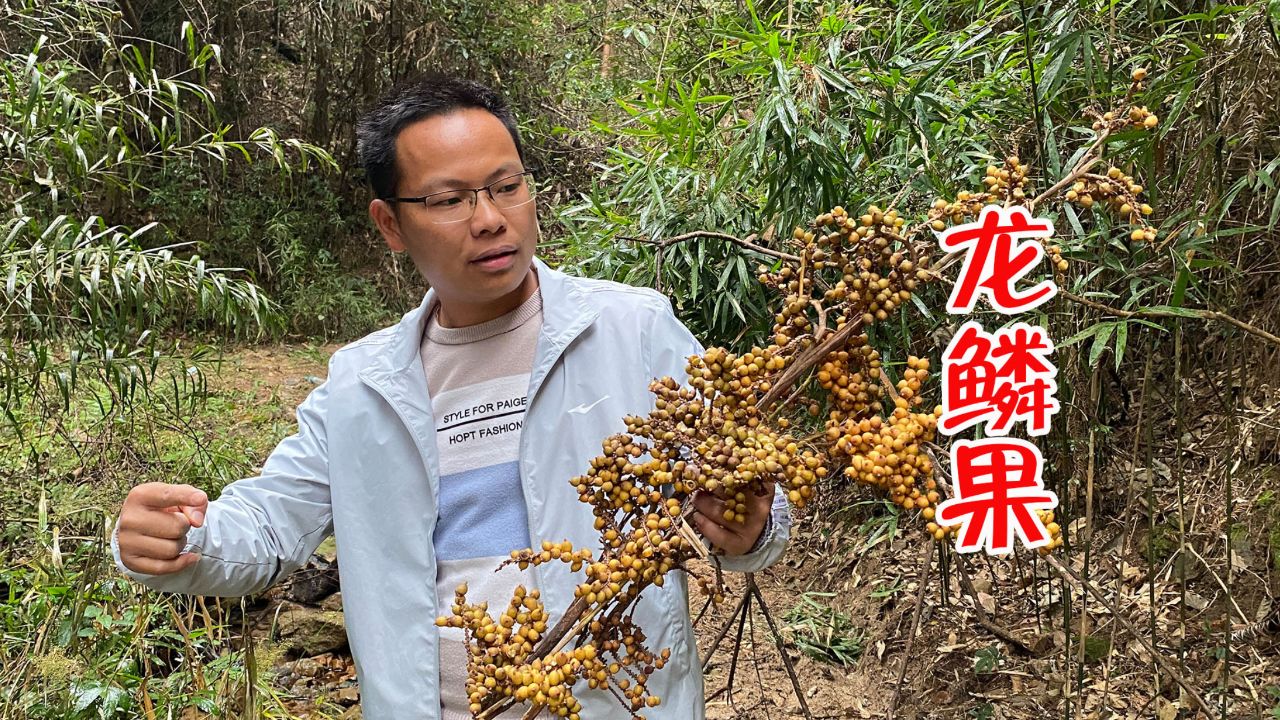 龙鳞果图片,龙鳞图片_大山谷图库