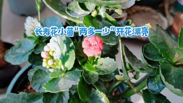 长寿花小苗“两多一少”开花漂亮