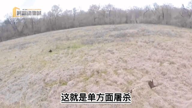 高规格打野猪,野猪无处可躲