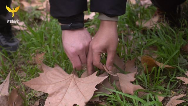 成都首创画室年度巨制龙年祈福落叶雕塑预告片