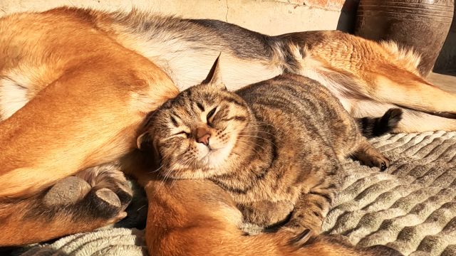 狸花猫躺在德牧怀里,幸福得睁不开眼,枕着狗皮褥子晒太阳