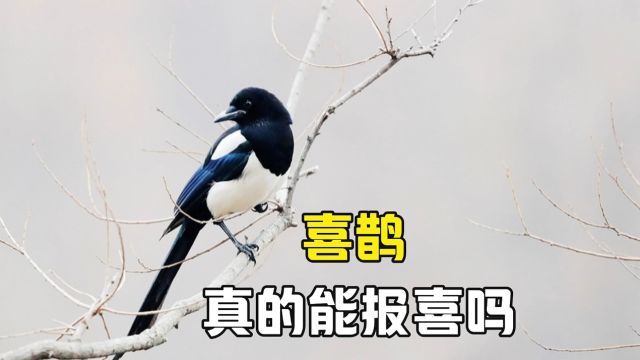 喜鹊真的会报喜吗?