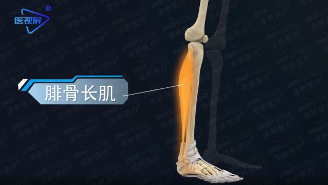 人体奥秘之腓骨长肌介绍