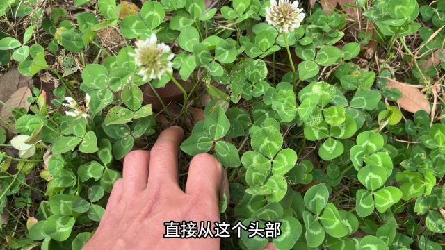 我国不起眼的“消癌草”,用途本草里面记载相当厉害,赶紧认识下